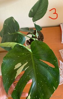MONSTERA THAI CONSTELLATION - 3