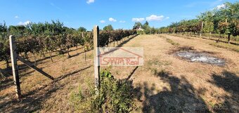 EXKLUZÍVNE NA PREDAJ VINICA V LEVICIACH, ID 429 - 3