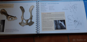 The Dog Anatomy Workbook - 3