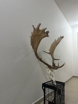 Danielia trofej , trofeje ,parožie ,parohy,Daniel - 3