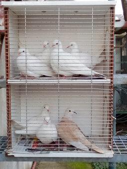 Hrdličky chichotavé- krúžkované - 3