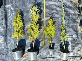 Tuja smaragd 60 -70 cm 1.20€ - 3