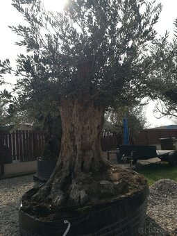 Olivovník bonsai - 3