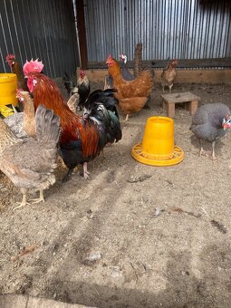 Marans , perlička , kohut - 3