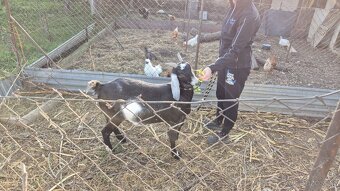 Anglonubijska koza - 3