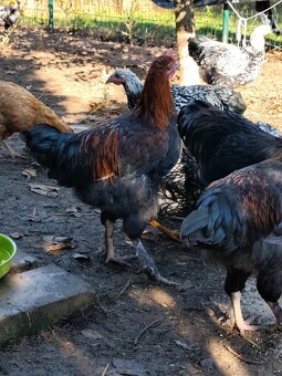 Predam kohútov 2025 - 3