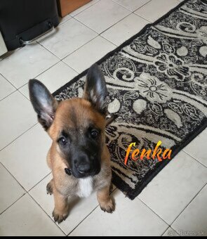 Belgický ovčiak malinois - 3