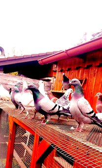 Poštovné holuby - 3