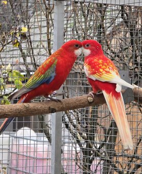 Rozeli pestré - predám alebo vymením - 3