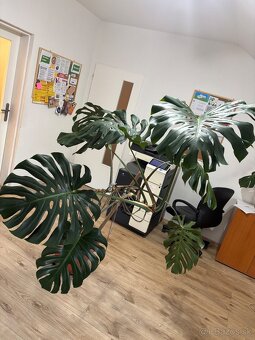 monstera - 3