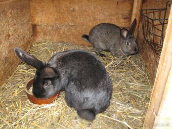 Ponúkam domácich králikov. - 3