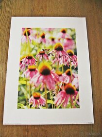 Print Tulipány, Lúčne kvety, Lúka - rozmer 40 cm x 30 cm - 3