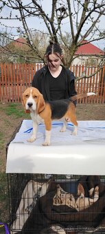 Beagle s PP - 3