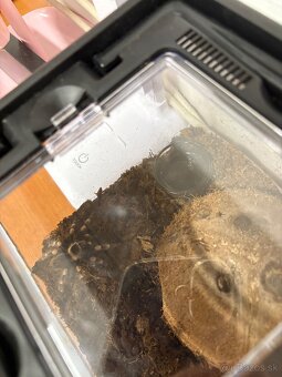 Pavúk Brachypelma hamorii - 3