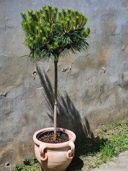 Borovica cierna Brepo pinus nigra - 3
