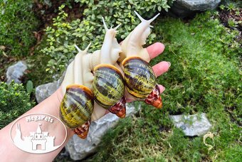 Africké slimáky Archachatina rhodostome / Achatina Snails - 3