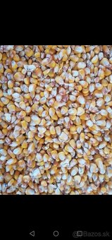 Predám kukuricu, pšenicu.,tritikale,jačmeň,ovos, raž. - 3