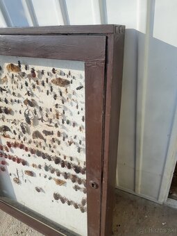 Vitrina , vyvesna skrinka , zbierka hmyzu - 3