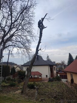 Pílenie stromov - 3