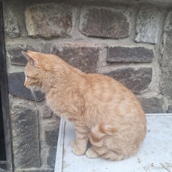 Darujem kocúrika - 3