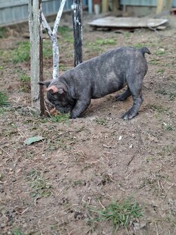 Francúzsky buldoček modrý - 3