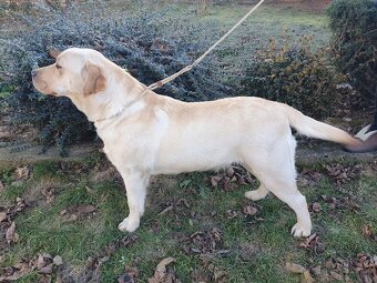 Labrador s PP - 3
