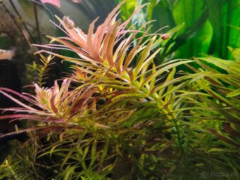 RASTLINY Z AKVARIAč - 3
