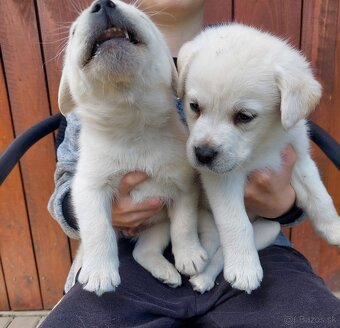 Labrador - 3