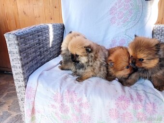 POMERANIAN - 3
