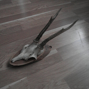 Parožie trofej jeleň lebka - 3