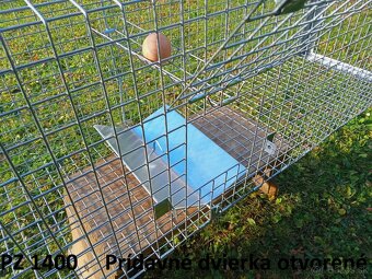 Pasca na líšky, kuny a túlavé mačky - 3