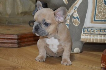 francuzsky buldocek - 3