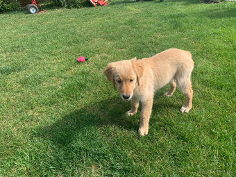 Zlatý retriever - 3
