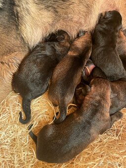 Nemecký ovčiak s PP - 3