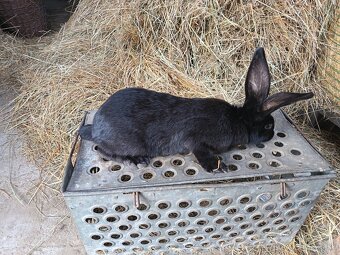 Predám králiky Nos - 3