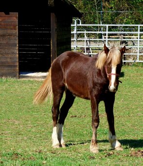 Welsh Cob C, Welsh pony - 3