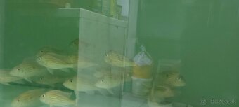 Geophagus, terčovec red melon, tyrkys, checkerboard - 3