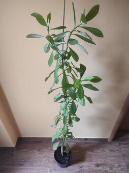 Euphorbia umbellata - 3