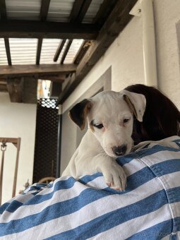 Jack Russell Terier Tricolor - 3