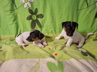 Jack russell terier - 3
