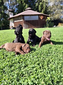 Bandog - 3