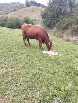 Predám telnú kravu - 3