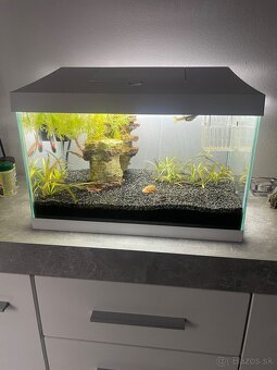 Zariadené akvárium + príslušenstvo - 3
