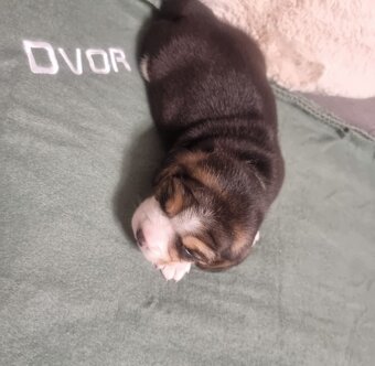 Šteniatka bígel, beagle - 3