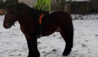 Predám 6 ročného zrebca - 3