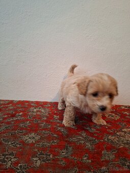 Maltipoo - 3