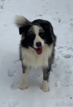 Border kólia s PP - chovný pes - 3