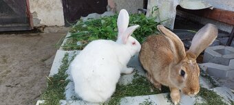 2,5mesačné samičky - 3