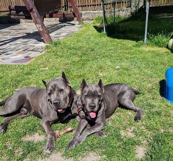 cane corso šteniatka - 3