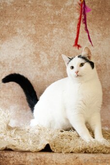 ❤Bubbles - veľmi vnímavý, priateľský, stále dobre naladený - 3